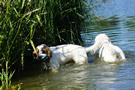 Dukeries' Clumber Spaniel Deli