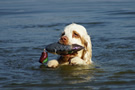 Dukeries' Clumber Spaniel Sparkle