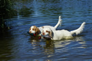 Dukeries' Clumber Spaniel Deli