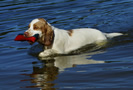 Dukeries' Clumber Spaniel Deli