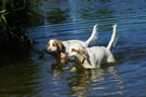 Dukeries' Clumber Spaniel Sparkle