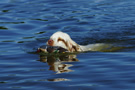 Dukeries' Clumber Spaniel Sparkle