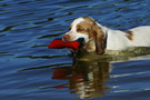 Dukeries' Clumber Spaniel Deli