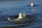 Dukeries' Clumber Spaniel Leya