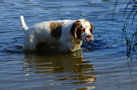 Dukeries' Clumber Spaniel Aven