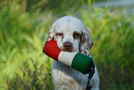 Dukeries' Clumber Spaniel Sparkle