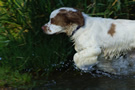 Dukeries' Clumber Spaniel Aven