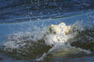 Dukeries' Clumber Spaniel Sparkle