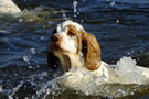 Dukeries' Clumber Spaniel Leya