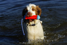 Dukeries' Clumber Spaniel Leya