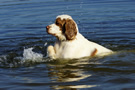 Dukeries' Clumber Spaniel Leya