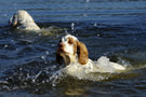 Dukeries' Clumber Spaniel Leya