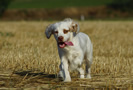 Dukeries' Clumber Spaniel Sparkle