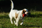 Dukeries' Clumber Spaniel Aven