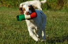 Dukeries' Clumber Spaniel Leya