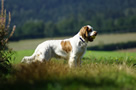 Dukeries' Clumber Spaniel Aven