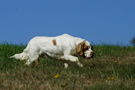 Dukeries' Clumber Spaniel Leya