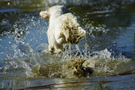 Dukeries' Clumber Spaniel Sparkle