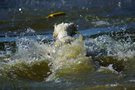 Dukeries' Clumber Spaniel Sparkle