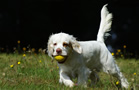 Dukeries' Clumber Spaniel Sparkle