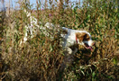 Dukeries' Clumber Spaniel Deli