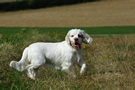 Dukeries' Clumber Spaniel Sparkle