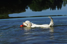 Dukeries' Clumber Spaniel Sparkle