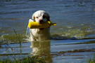 Dukeries' Clumber Spaniel Sparkle