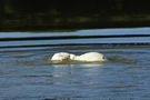 Dukeries' Clumber Spaniel Sparkle