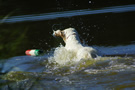 Dukeries' Clumber Spaniel Sparkle