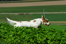 Dukeries' Clumber Spaniel Deli