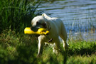 Dukeries' Clumber Spaniel Sparkle