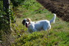 Dukeries' Clumber Spaniel Deli