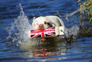 Clumber Spaniel bei der Wasserarbeit