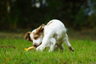 Clumber Spaniel