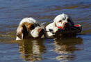 Dukeries' Clumber Spaniel Sparkle