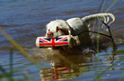 Clumber Spaniel bei der Wasserarbeit