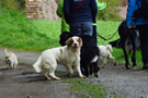 Dukeries' Clumber Spaniel Leya