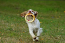 Clumber Spaniel