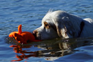 Dukeries' Clumber Spaniel Sparkle