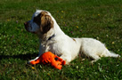 Clumber Spaniel Junghunde