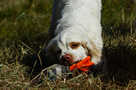 Clumber Spaniel Junghunde