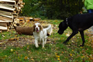 Clumber Spaniel