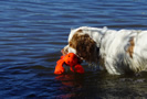 Dukeries' Clumber Spaniel Aven