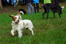 Clumber Spaniel