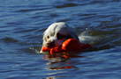 Clumber Spaniel bei der Wasserarbeit