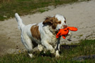 Dukeries' Clumber Spaniel Aven