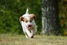 Clumber Spaniel