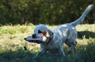 Clumber Spaniel