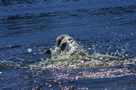 Dukeries' Clumber Spaniel Sparkle